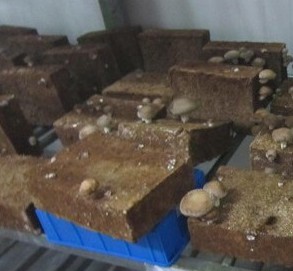 工厂化香菇生产模式
