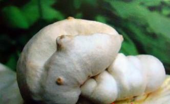 杏鲍菇菇苞形态